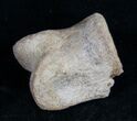 Struthiomimus Toe Bone - Montana #9975-1